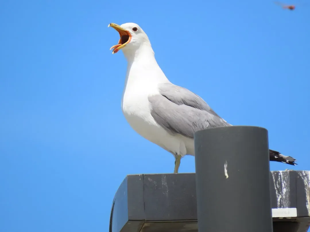 What This Reveals About Bird Anatomy More Broadly (Image Credits: Unsplash)