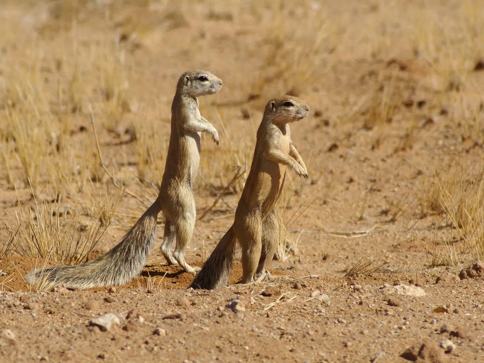 Conclusion: Nature's Early Warning System (Image Credits: Wikimedia)