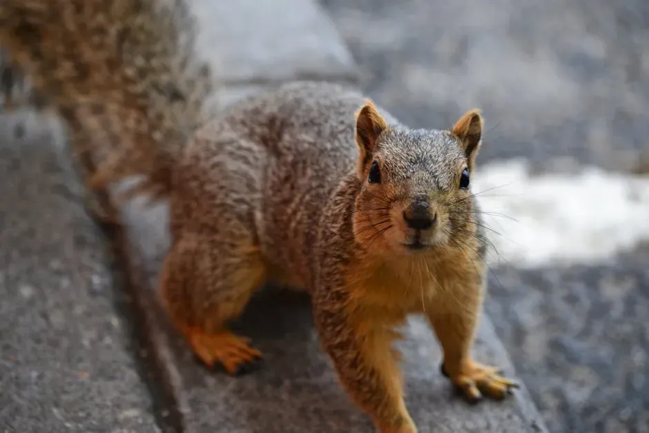 7. Eastern Gray Squirrel: Recalibrating Risk (Image Credits: Pexels)