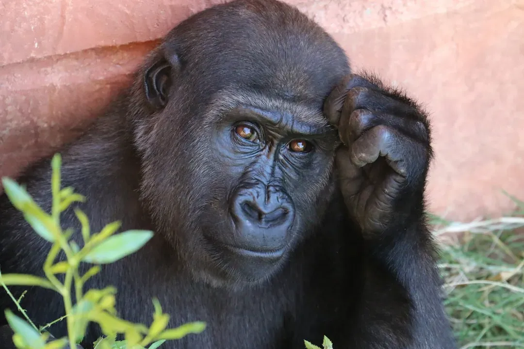 14. Mountain Gorilla (Image Credits: Unsplash)