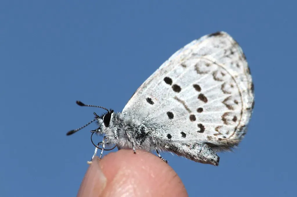 Spring Azure (Image Credits: Flickr)