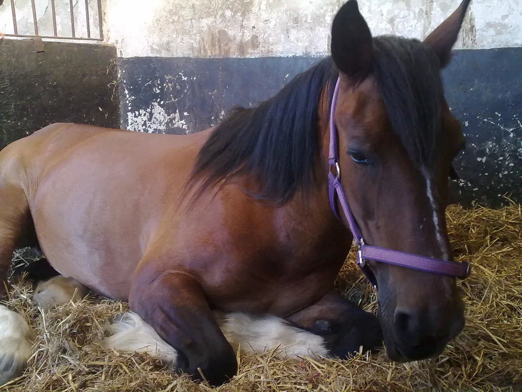 The “Good As Gold” Horse That Feels Half-Asleep (sk8geek, Flickr, CC BY-SA 2.0)