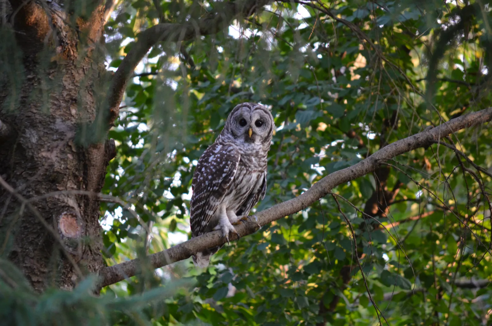 #5 Backyard Owls: The Surprising Power of Letting One Tree Stand (Barred owl in pine tree, Public domain)