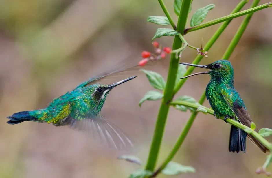 #2 - One Bully Bird Can Shut Down Your Entire Feeder Setup (Image Credits: Pexels)