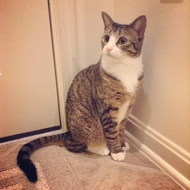 Sensitivity to Environmental Changes (Amelia #cat in a corner., CC BY 2.0)