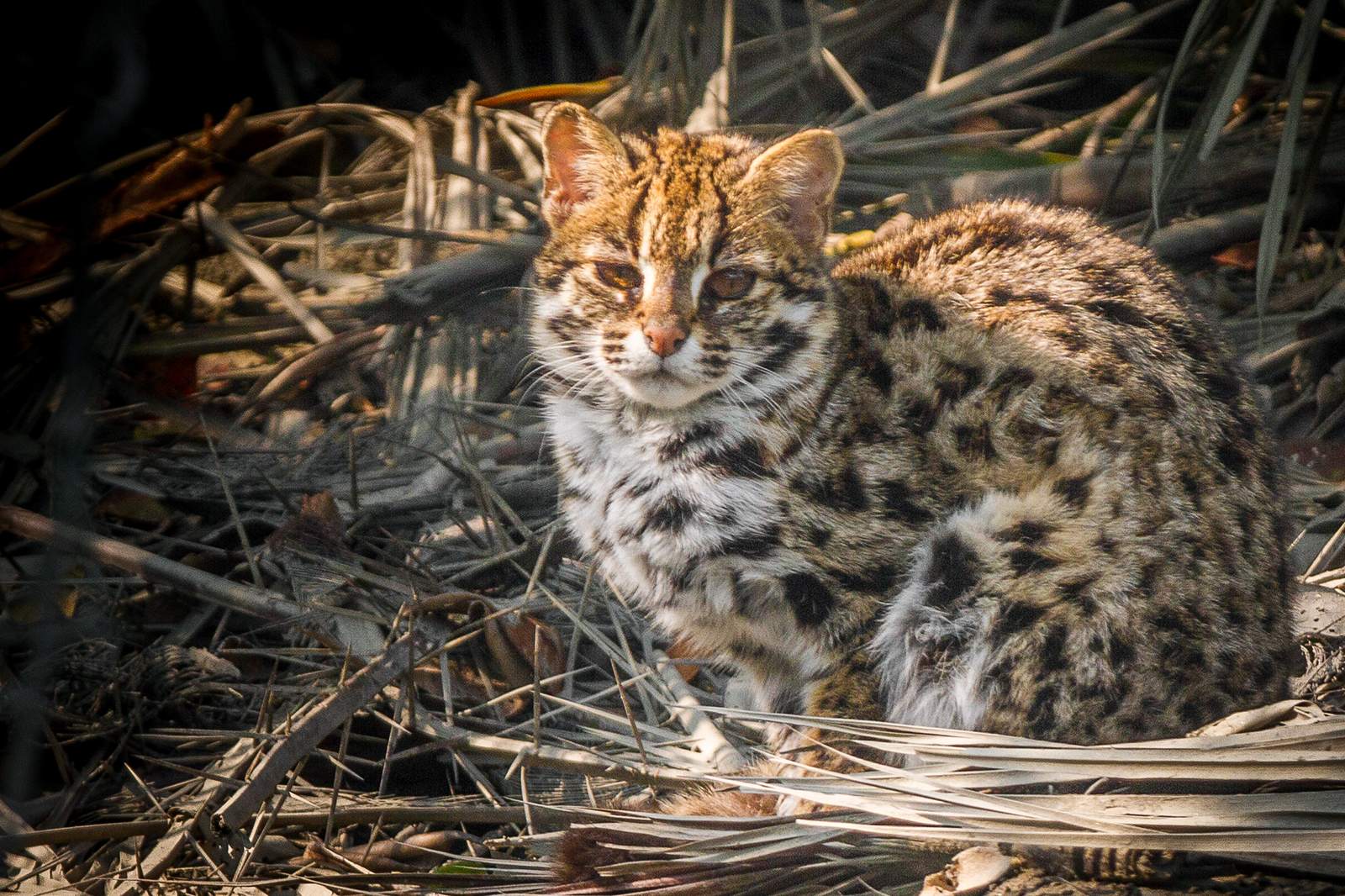 Asian Leopard Cat: The Parent Species Behind the Breeding (Image Credits: Wikimedia)