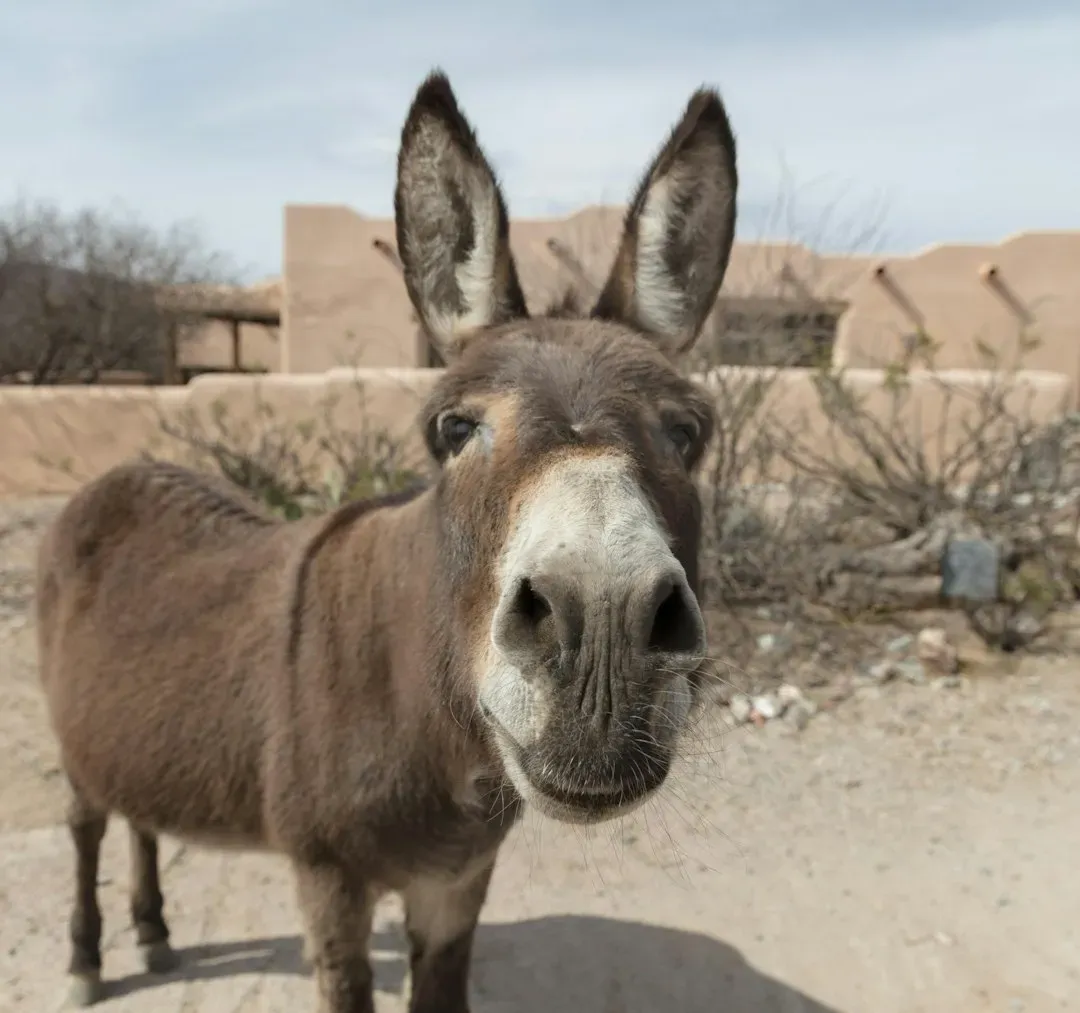 #7 - Donkeys (Image Credits: Unsplash)