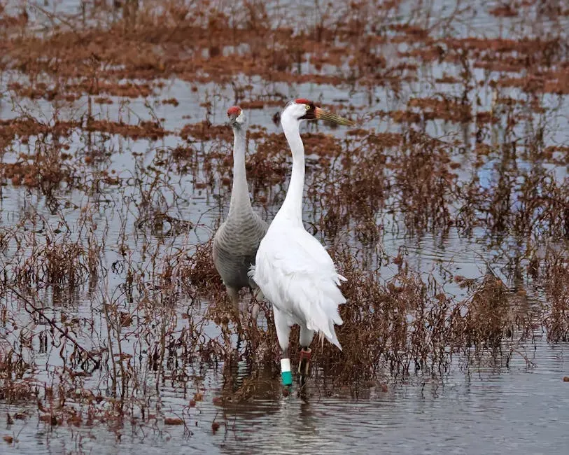 The ACE Basin: A Landmark for Wildlife Recovery (Image Credits: Pexels)