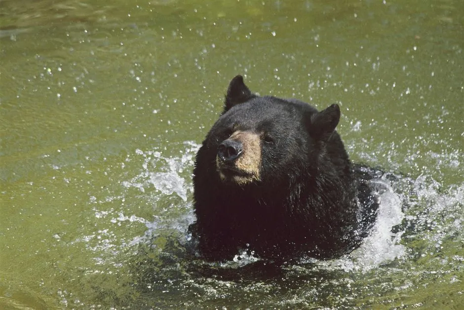 3. Black Bears: The Secret Swimmers and Beach Crashers (Image Credits: Pexels)