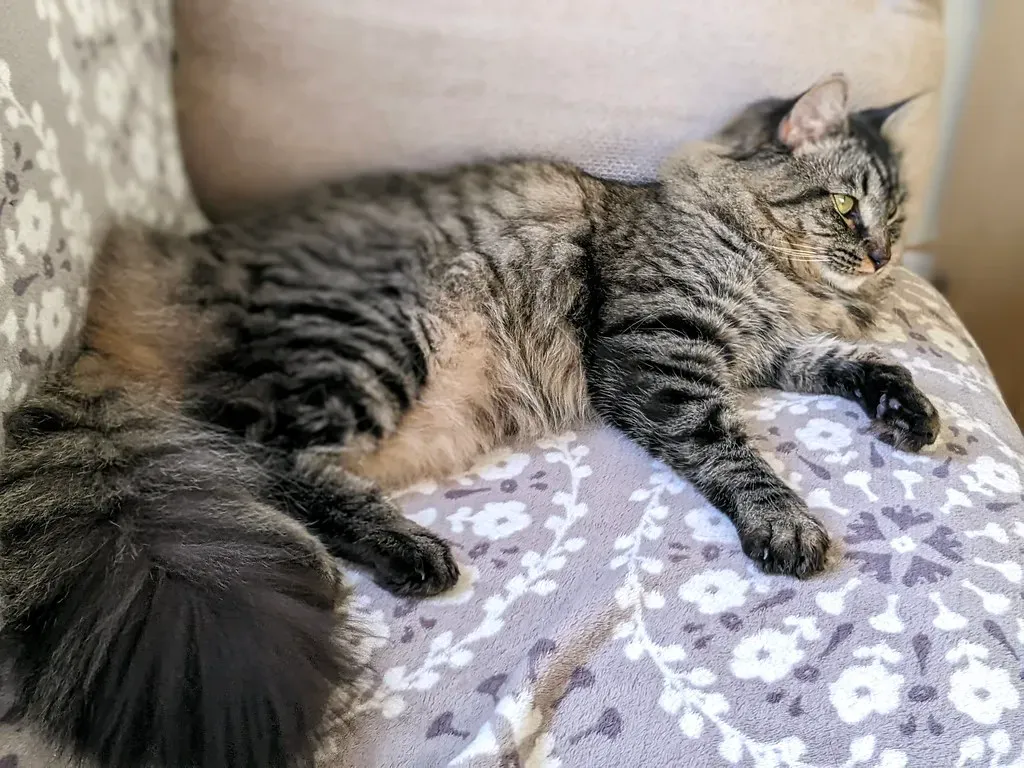 Understanding Your Pet's Nightmares and Emotional Processing (Image Credits: Flickr)
