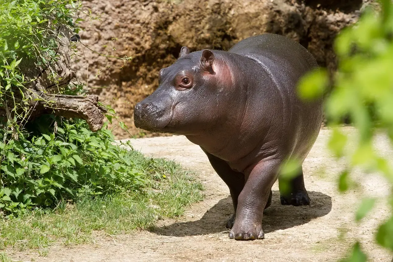 The Pygmy Hippo: The Miniature River Horse (Image Credits: Pixabay)