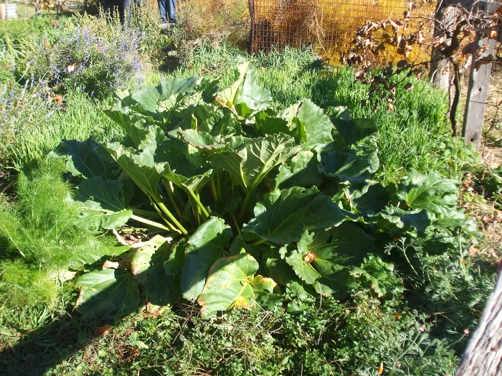 #4 - Rhubarb (vivevans, Flickr, CC BY-SA 2.0)