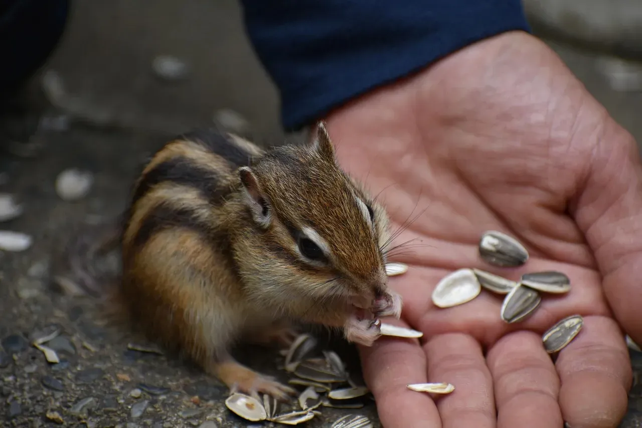 #7: Chipmunks Are Secret Architects of Forest Regeneration (Image Credits: Pixabay)