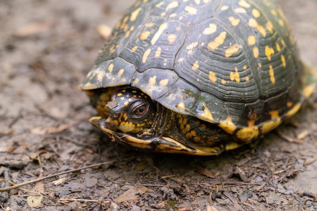 The Turtle: Ancient Keeper of Earth's Wisdom (Image Credits: Unsplash)