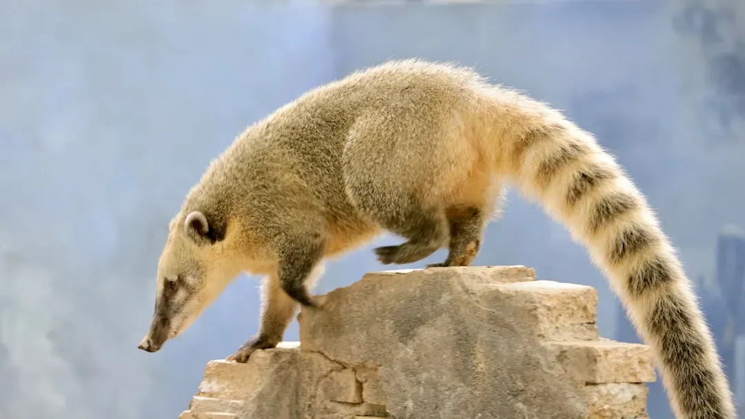 Ringtail (Image Credits: Unsplash)