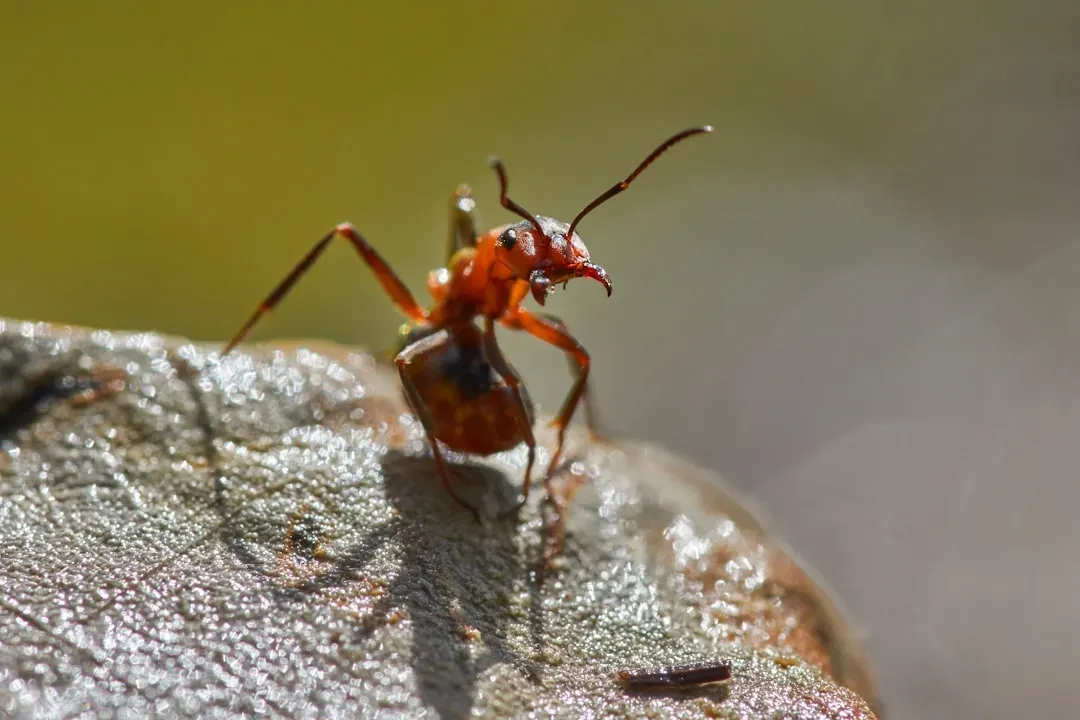 4. The Malaysian Exploding Ant: Suicide Bomber of the Insect World (Image Credits: Unsplash)