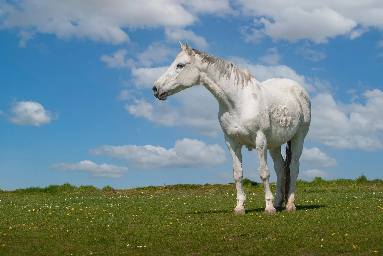 6. Standing Square More Often Than Not (Image Credits: Pixabay)
