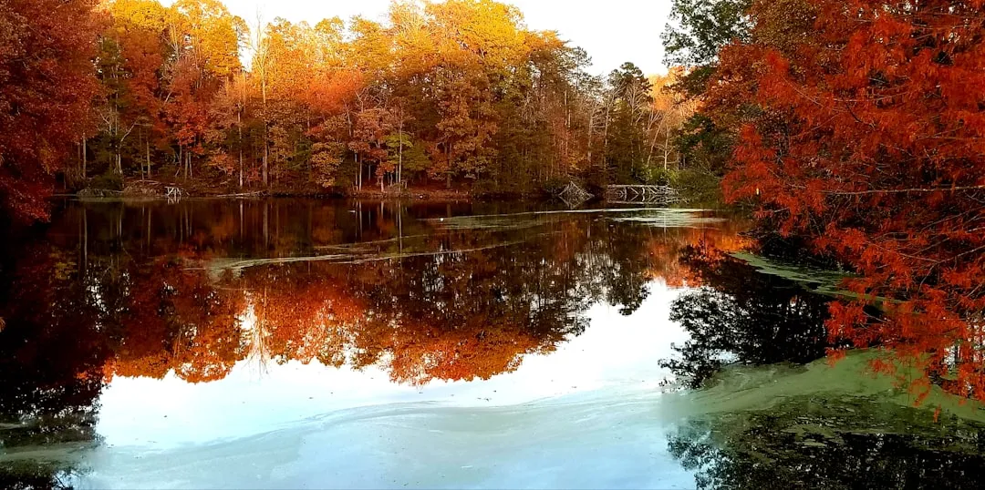 #4 - Walden Pond, Massachusetts (Image Credits: Unsplash)