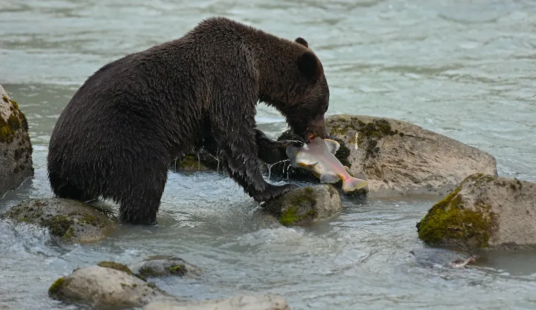 Understanding Why Brown Bears Attack in the First Place (Image Credits: Unsplash)