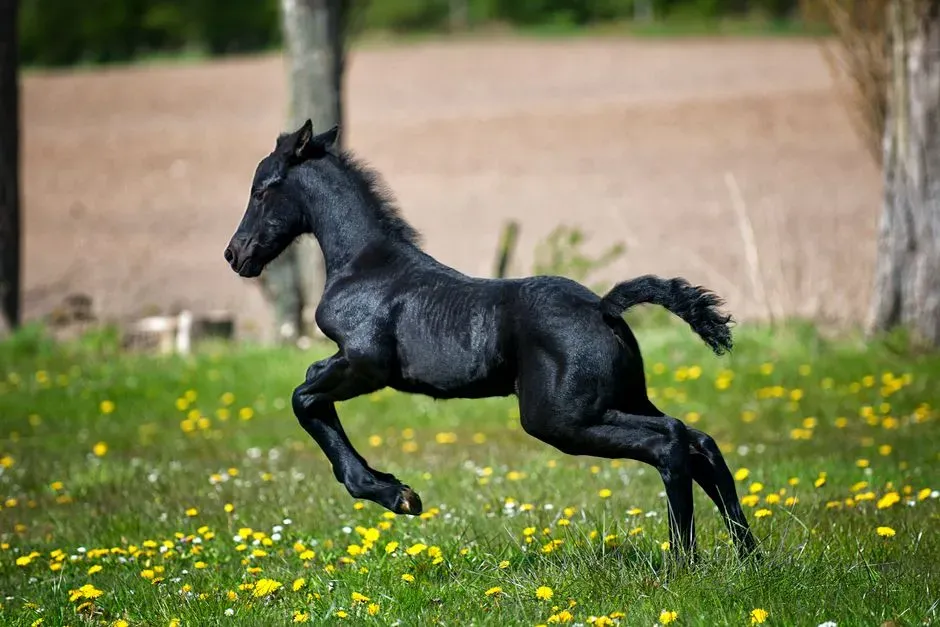 #1 – Friesian Sport Horse Cross: Two Breeds Worth of Hidden Costs in One Horse (Image Credits: Pexels)