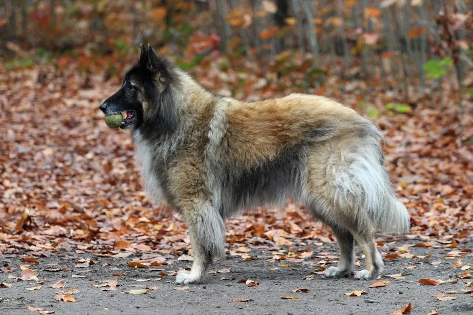 #13 Belgian Laekenois: Rare, Intense, and Easy to Place Wrong (Image Credits: Pexels)