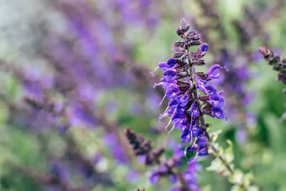 4. Salvia (Image Credits: Pexels)
