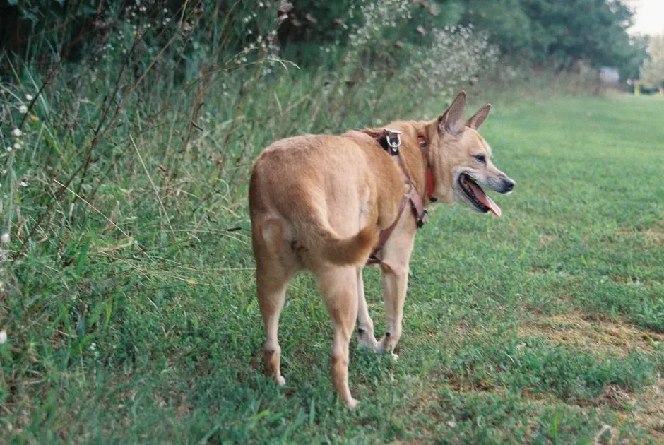 #1 - The Tail Tuck That Means More Than Fear (Image Credits: Pexels)