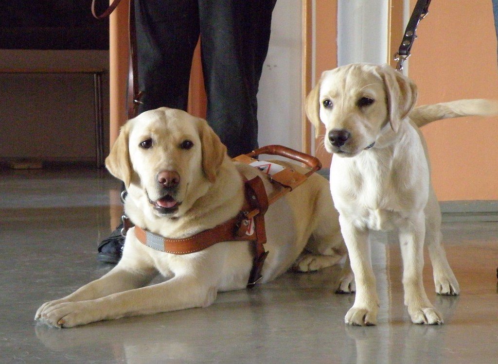 Foundation Training: Building Blocks for Success (Image Credits: Flickr)
