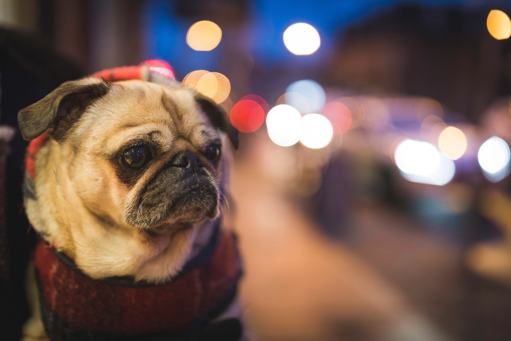 When We Project Human Emotions onto Animals (Image Credits: Rawpixel)