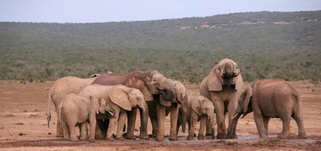 Aquarius: The Humanitarian Elephant (Image Credits: Unsplash)