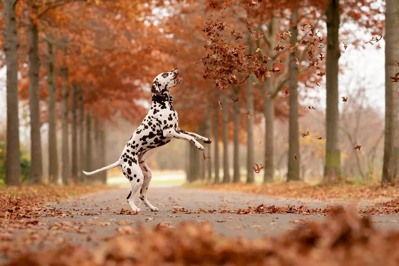 #22 - Dalmatian: High-Octane Spot Machine in the Worst Possible Setting (Image Credits: Pixabay)