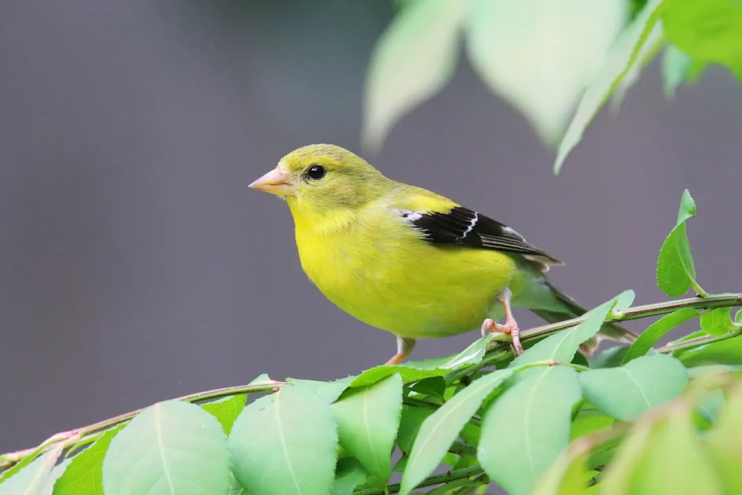 American Goldfinch (Image Credits: Unsplash)