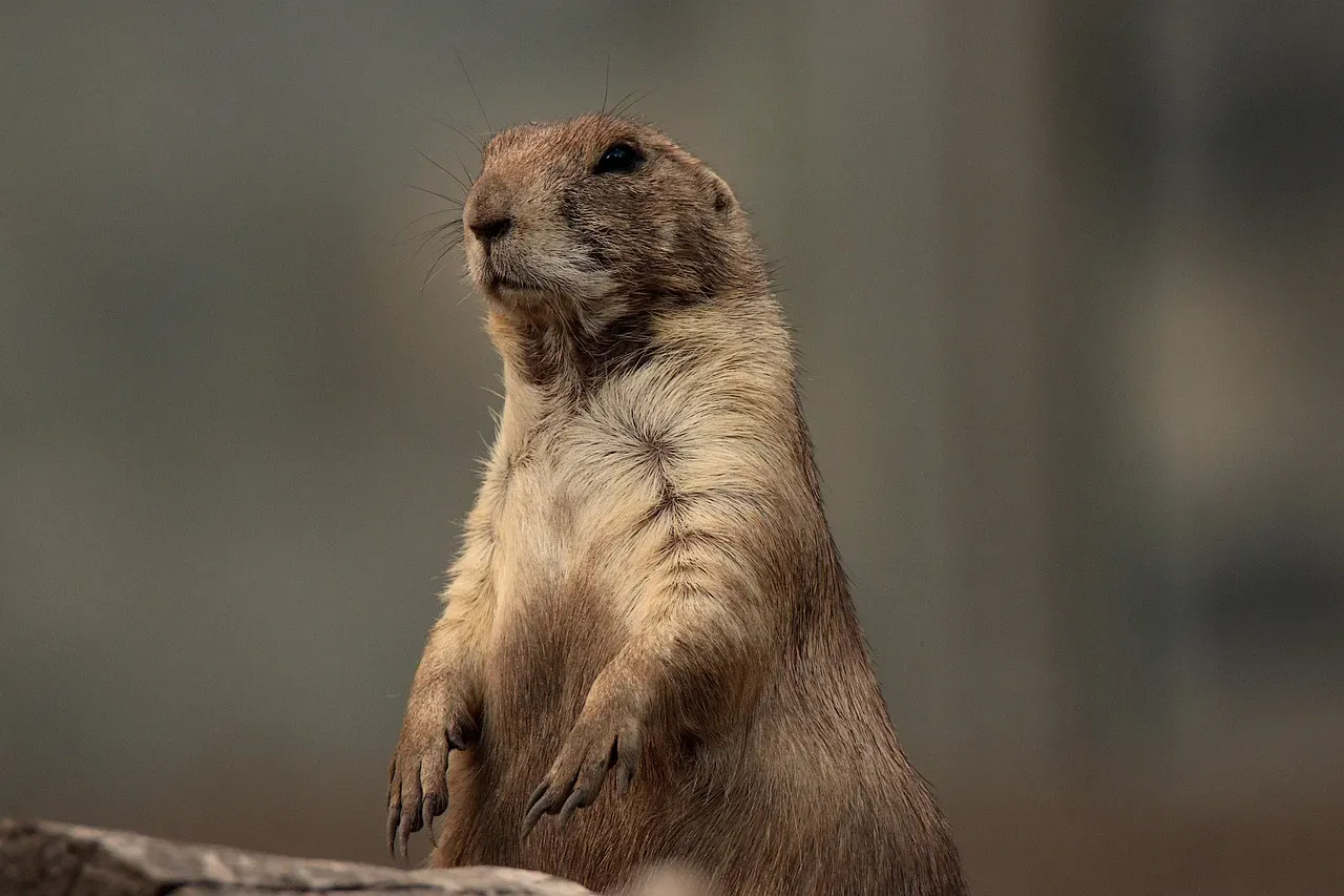 Not Dogs, But Rodent Rascals (Image Credits: Pixabay)