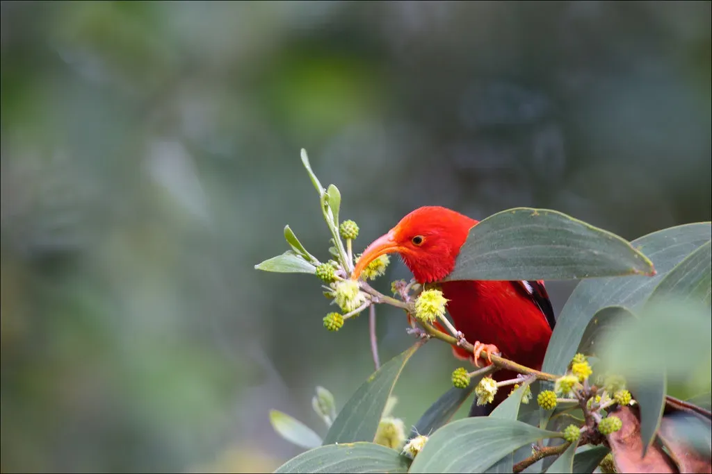 5. 'I'iwi (Scarlet Honeycreeper) (lhirlimann, Flickr, CC BY 2.0)
