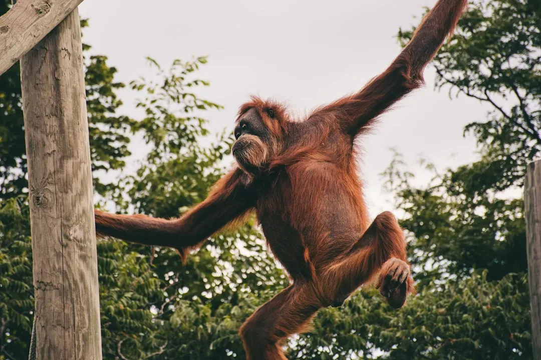 Orangutans: The Thoughtful Escape Artists (Image Credits: Unsplash)