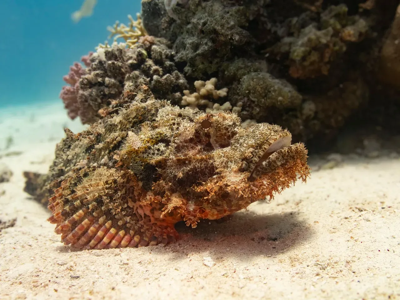 7. The Scorpionfish: Danger Hidden in Plain Sight (Image Credits: Pixabay)