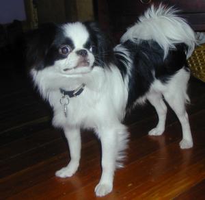 7. Japanese Chin (Image Credits: Wikimedia)