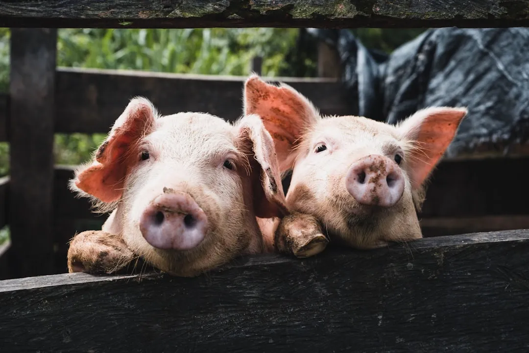 #7 Pot-Bellied Pigs (Image Credits: Unsplash)