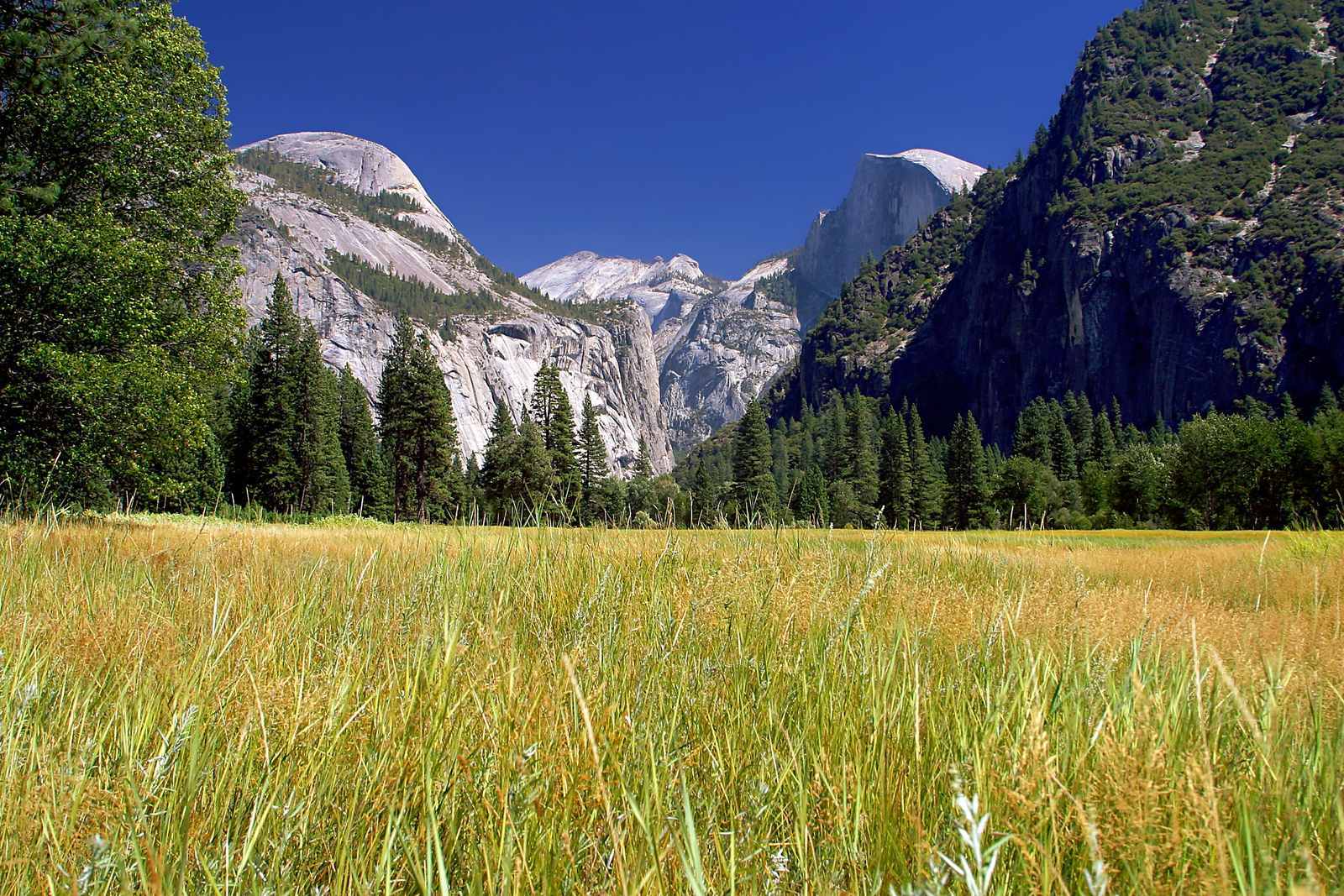 Half Dome, Yosemite National Park, California (Image Credits: Wikimedia)