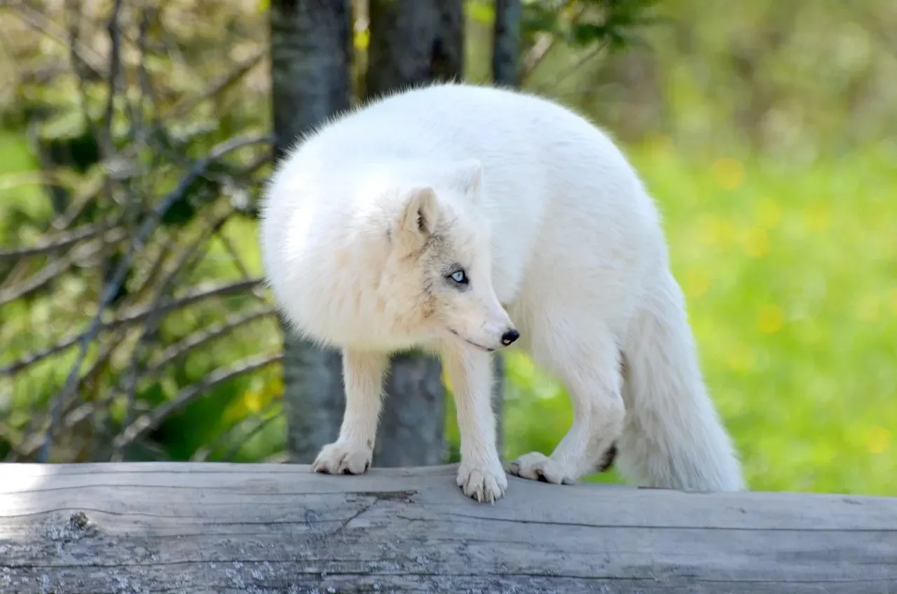 Arctic Fox (Image Credits: Pixabay)