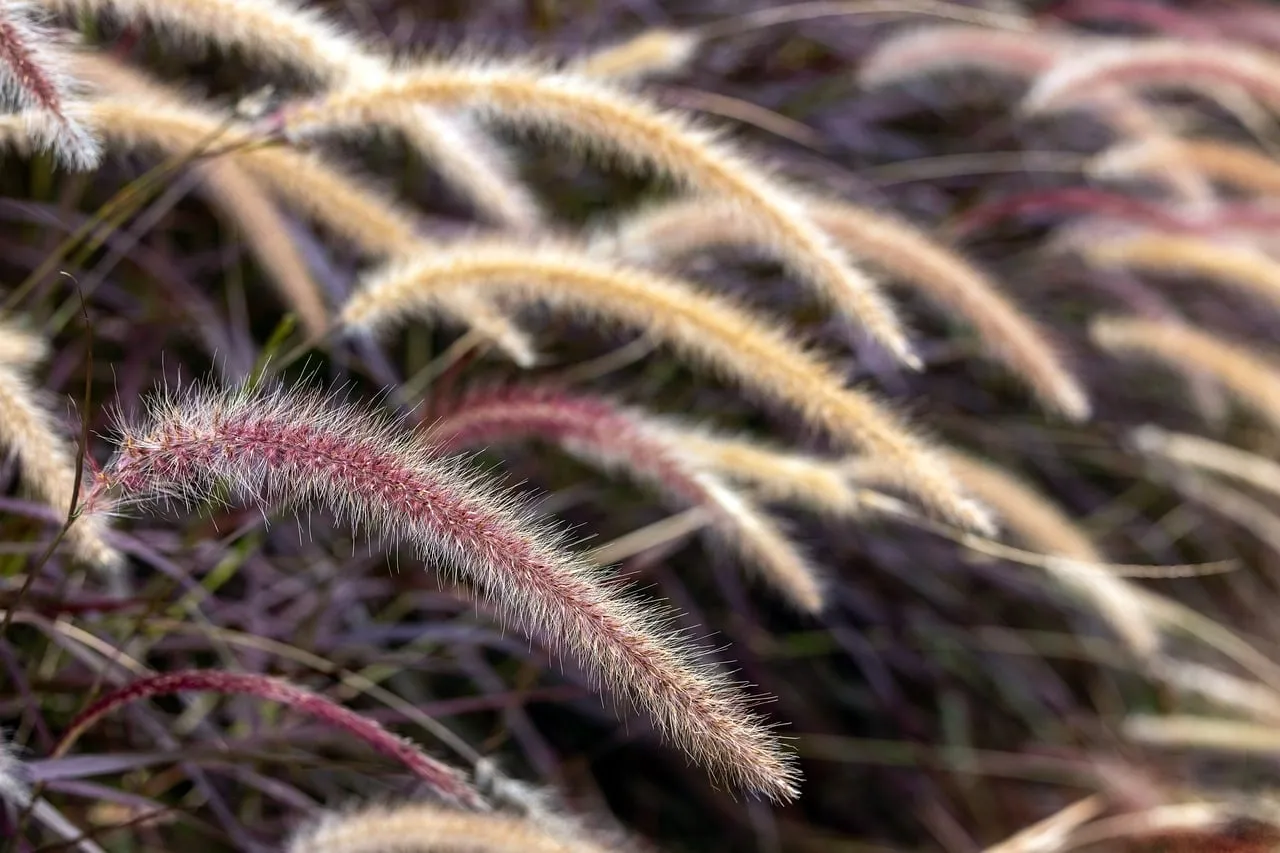#1 Ornamental grasses (Image Credits: Pixabay)