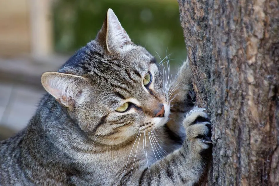#3 - Tiny Shifts in How They Use Their Claws (Image Credits: Pexels)
