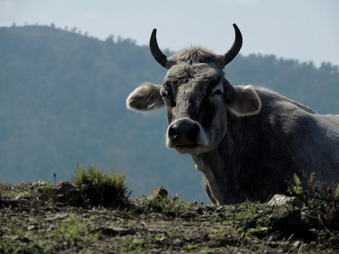 Taurus: The Possessive Bull (Image Credits: Unsplash)