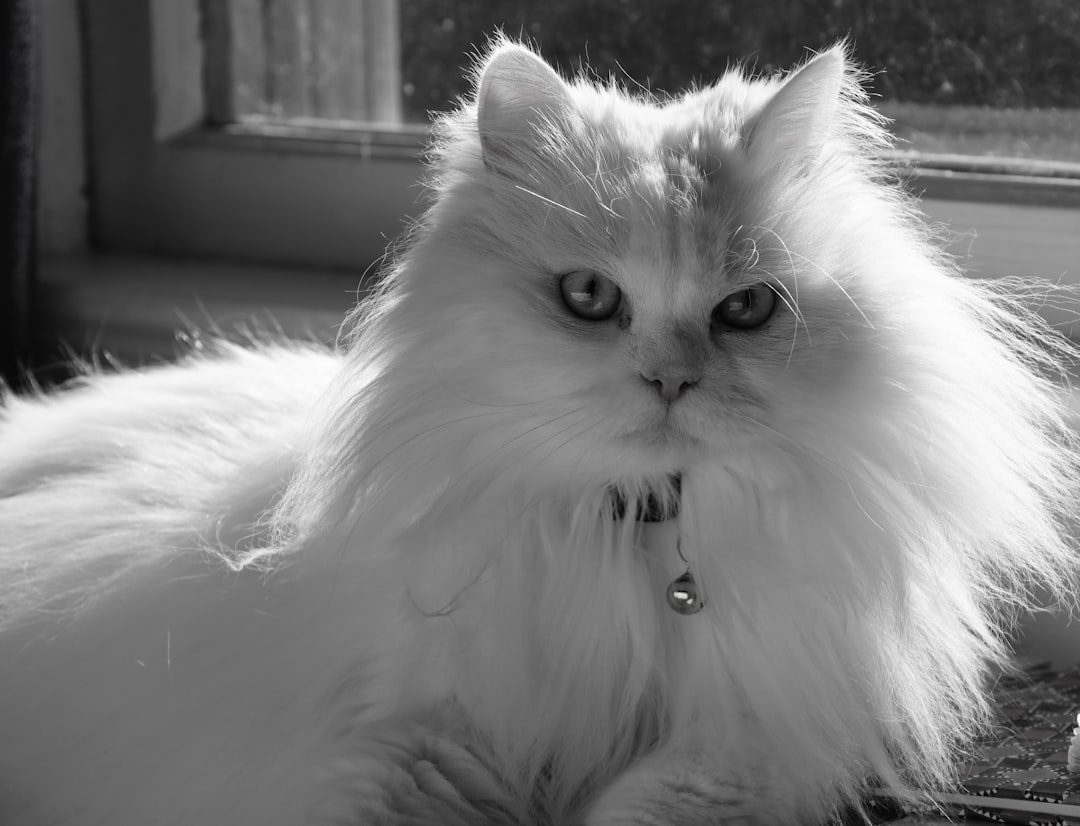 Turkish Angora Cats (Image Credits: Unsplash)