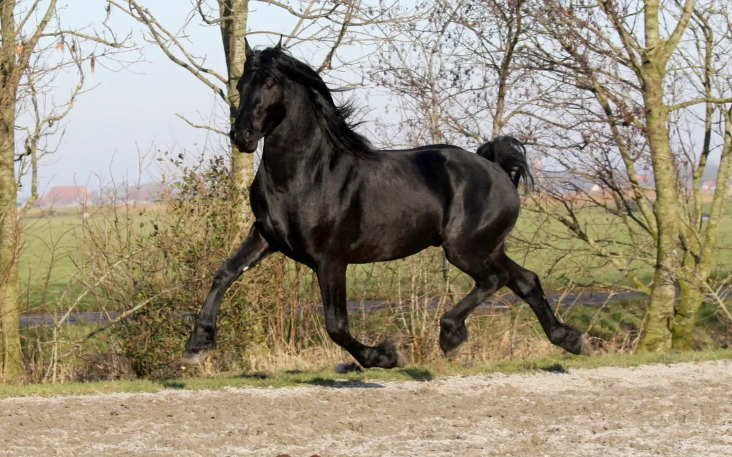 #12 - Friesian (By Spanish_Girl1, CC BY-SA 3.0)