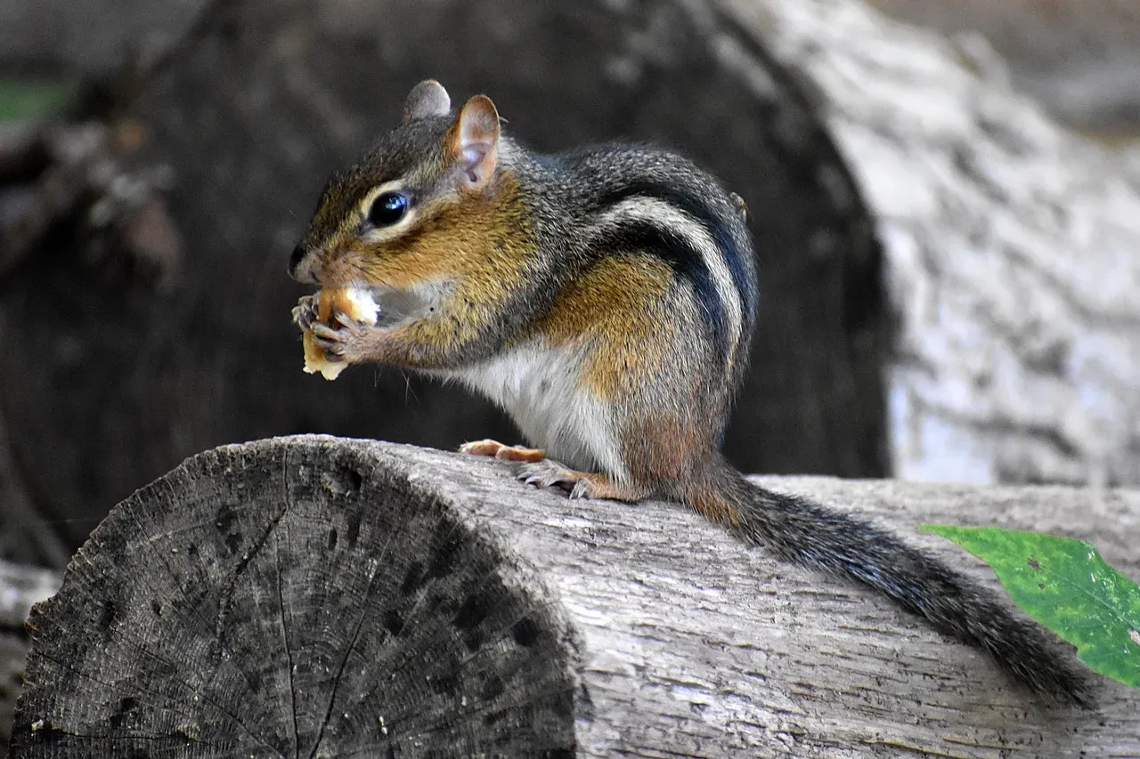 Eastern Chipmunks (Image Credits: Pixabay)