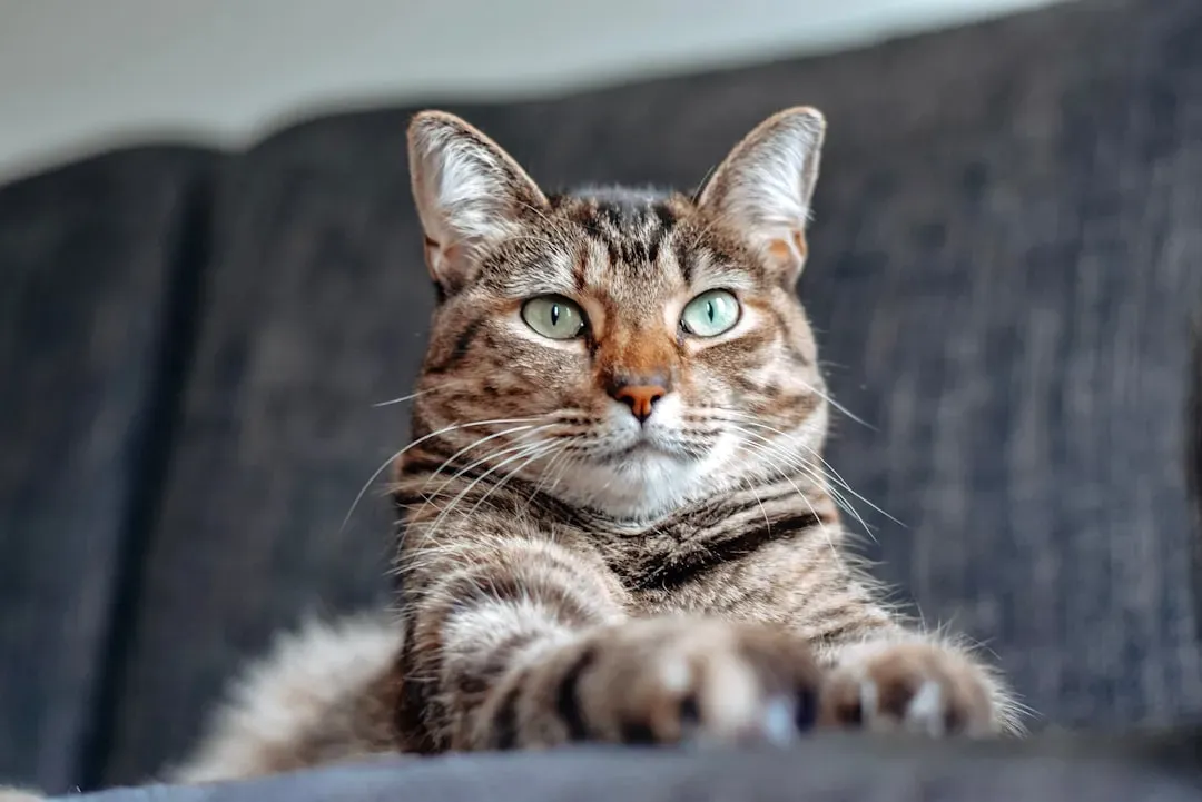 4. Keep Cats Indoors or Supervised (Image Credits: Unsplash)