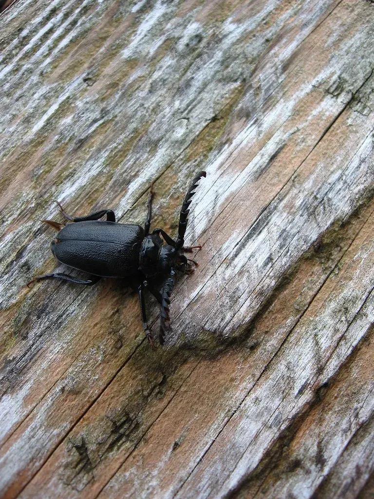 Wood Borers and Old House Borers: The Long-Term Threat (Image Credits: Flickr)