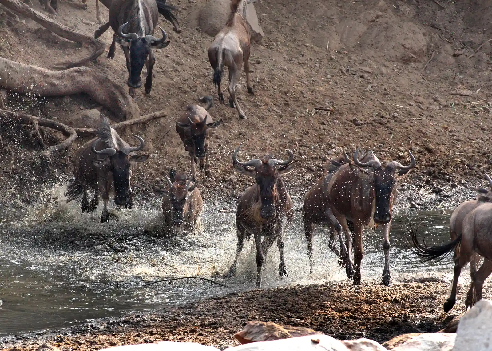 #2 – Serengeti National Park, Tanzania (By Wolves201, CC BY-SA 4.0)
