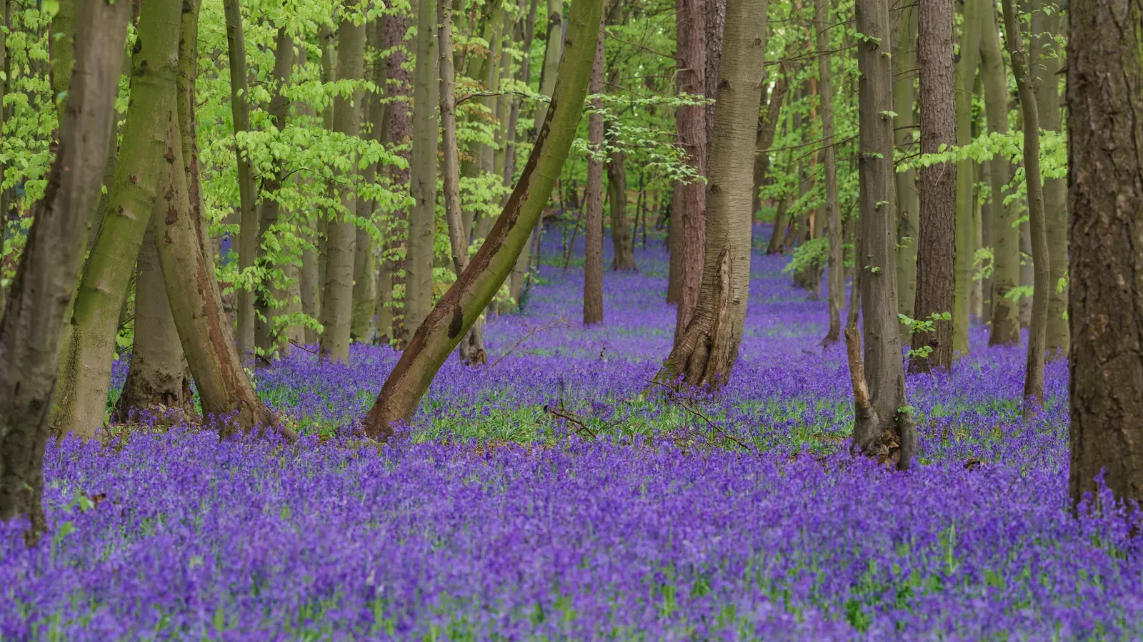 Hallerbos Forest, Belgium (Image Credits: Wikimedia)